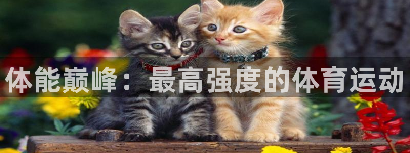 球速体育：体能巅峰：最高强度的体育运动